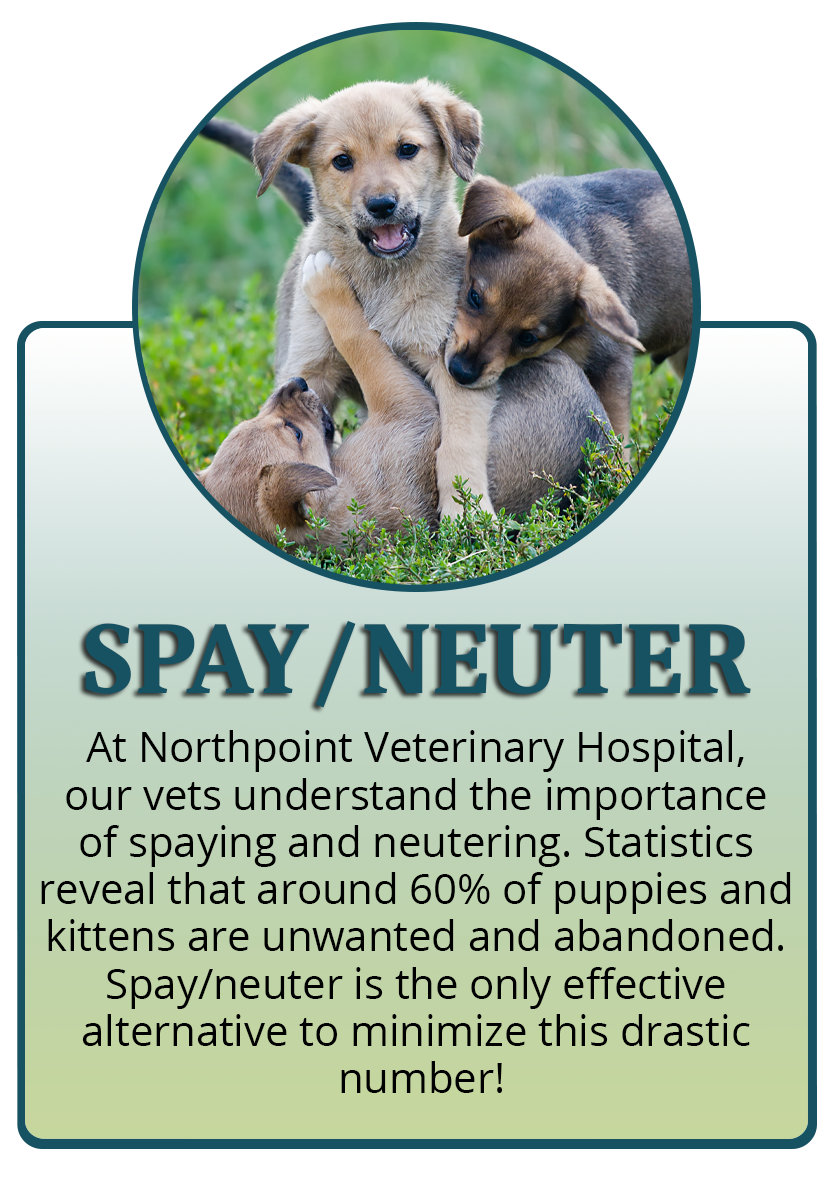Spay Neuter Infographic