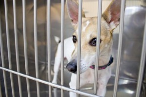 Dog in kennel