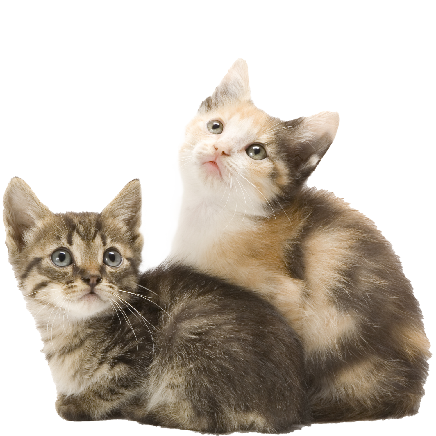 two kittens