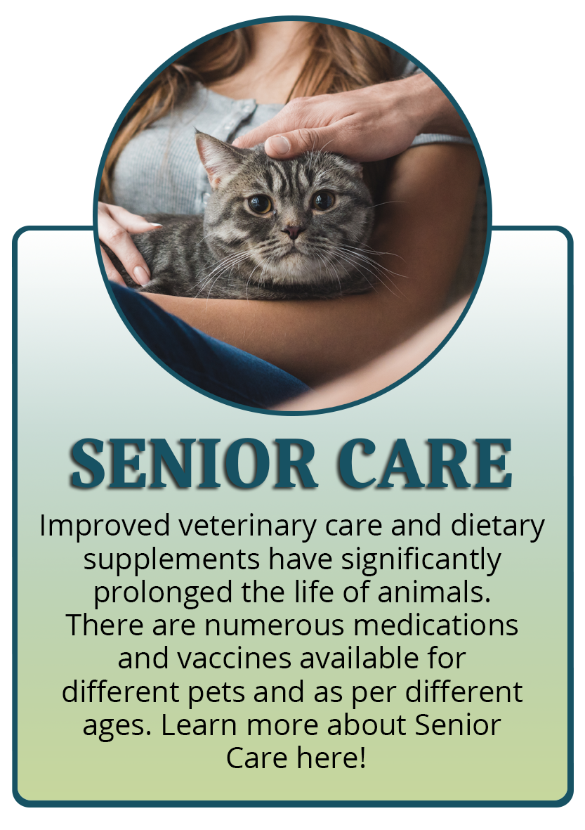 Senior care Infographic